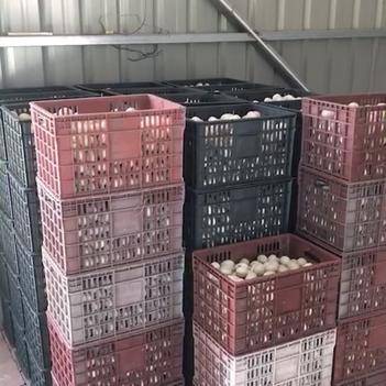 連接田間與餐桌的橋梁 探訪農產品批發供應商帥浩的惠農網之路